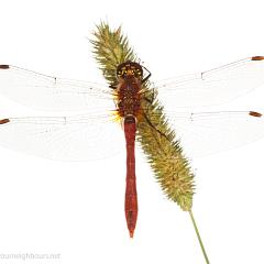 MYN Ruddy Darter male 